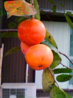 �悤�����I���������v�Z�܂��郊�n�r��