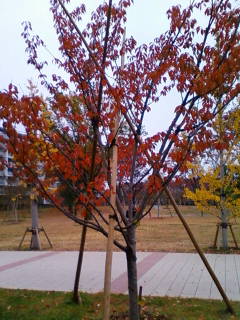 �悤�����I���������v�Z�܂��郊�n�r��