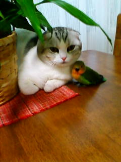 �悤�����I���������v�Z�܂��郊�n�r��