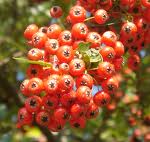 �悤�����I���������v�Z�܂��郊�n�r��