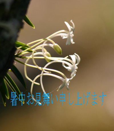 悤IvZ܂郊nr