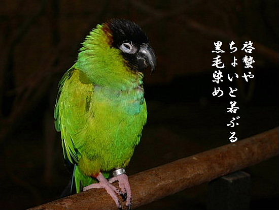 悤IvZ܂郊nr