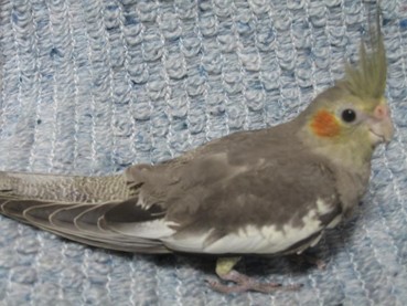 �����Ƃ���̂��߂̒������p�z�e�����c