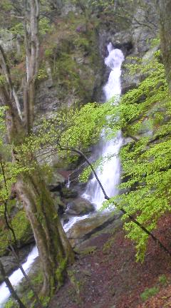 ���Ԃ낣�̕���