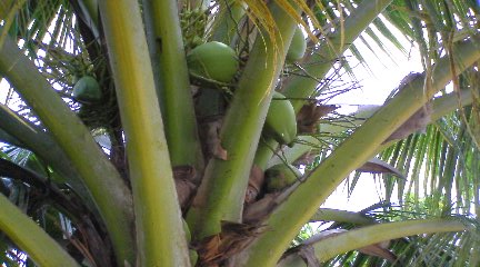 ���Ԃ낣�̕���