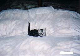 ���Ԃ낣�̕���