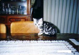 ���Ԃ낣�̕���