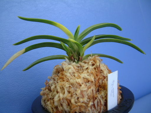 �Ƃ肢�����@�̌�Љ�ł��B