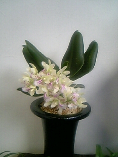 �Ƃ肢�����@�̌�Љ�ł��B