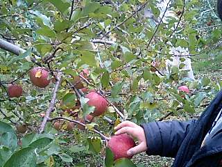 �~�X�^�[�@�������[