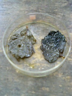 �~�X�^�[�@�������[