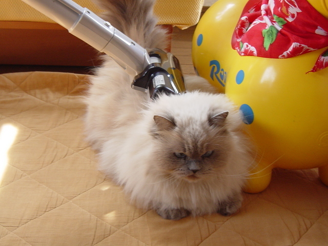 ���b�w��ȃ^���ƂȂÃN���H�x�̐킢�H�I